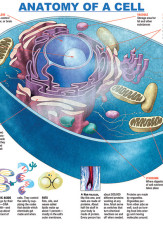 Infographic: Anatomy of a Cell