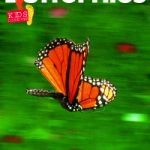 KD1: Butterflies