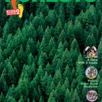 KD2: Forests