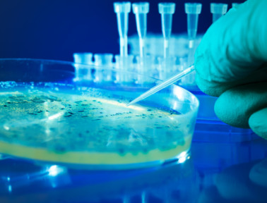 Angel’s Glow: The Bacterium That Saved Civil War Soldiers