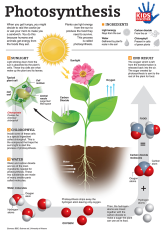 Infographic: Photosynthesis for Kids