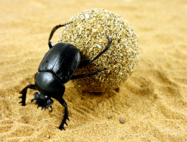 The Sacred Dung Beetles of Ancient Egypt