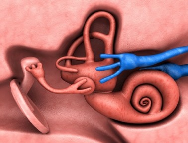 What Are the Human Body’s Smallest Parts?