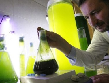 Free Light, Fresh Air: The Promise of French Algae Lamps