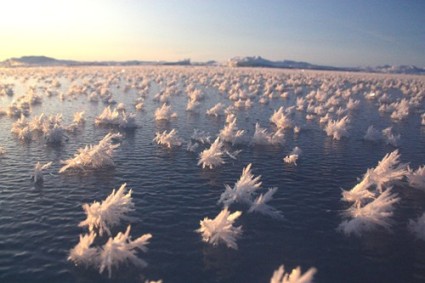 Frost_Flower