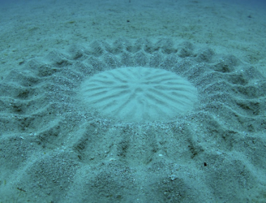 Crop Circles of the Sea: Product of the Pufferfish