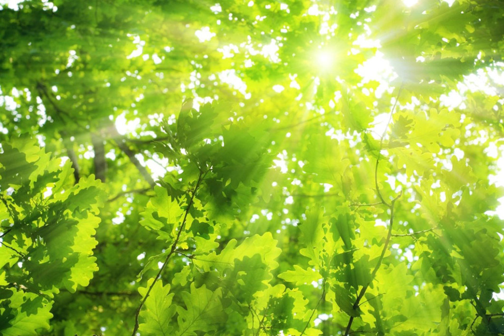Trees_5_1060