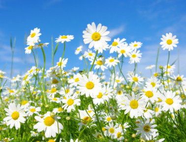 Spring STEM Fun with Flower Chromatography